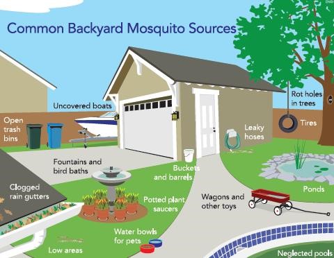 Common backyard mosquito sources